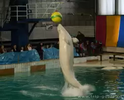 Дельфинарий Санкт-Петербурга, прыжок кита в высоту