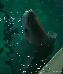 Дельфинарий Санкт-Петербурга, разговор человека и кита