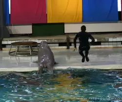 Дельфинарий Санкт-Петербурга, синхронный прыжок