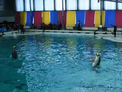 Дельфинарий Санкт-Петербурга, танцы с мячиками