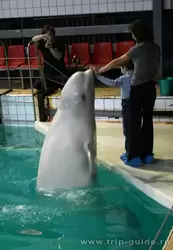Дельфинарий СПб, фотография на память с дельфином