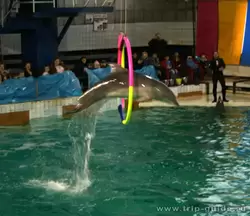 Дельфинарий СПб, прыжок через кольцо