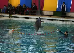 Дельфинарий СПб, прыжок дельфина