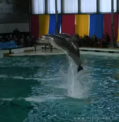 Дельфины афалины в прыжке
