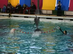 Фотографии из Санкт-Петербургского дельфинария
