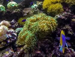 Коралловый риф