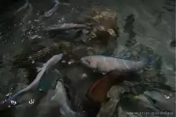 Кормление рыб в океанариуме