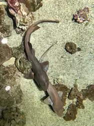 Кошачьи акулы в открытом аквариуме