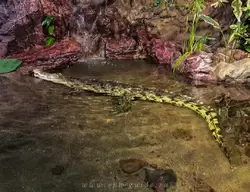 Нильский крокодил