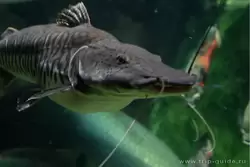 Огромные рыбы из реки Амазонки