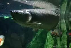 Огромные рыбы из реки Амазонки