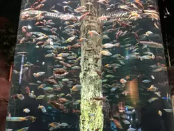 Радужницы - большой круглый аквариум