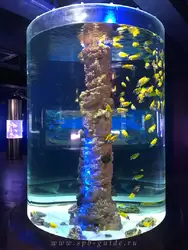 Рыба-лиса в аквариуме