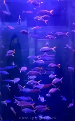 Рыбы цезии живут в цилиндрическом аквариуме высотой 7 метров
