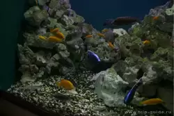 Тропические рыбки