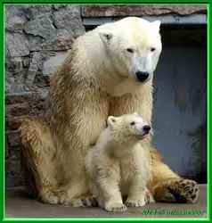 Зоопарк Петербурга, медведи Услада и Забава