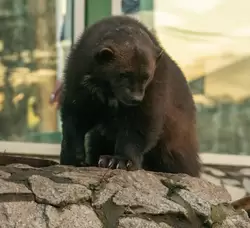Зоопарк Петербурга, росомаха